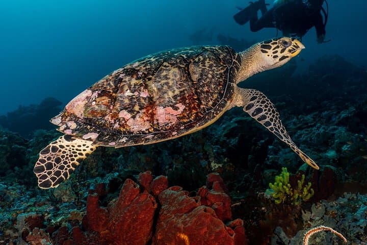 7 Fun Dives in Pemuteran — Guided Scuba Exploration in Menjangan Marine Park photo 3