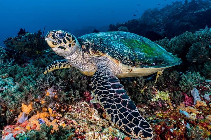 7 Fun Dives in Pemuteran — Guided Scuba Exploration in Menjangan Marine Park photo 2