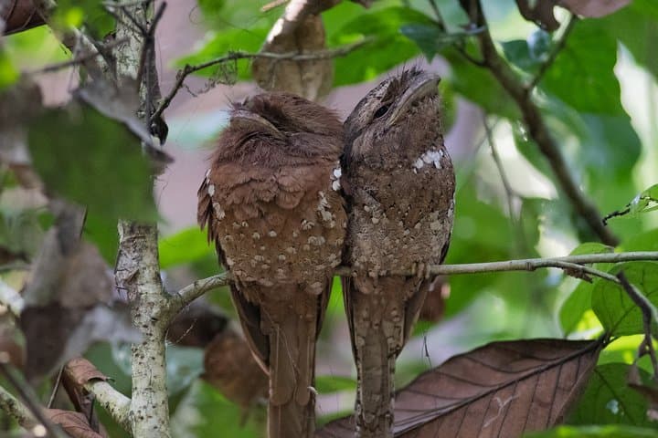 Sinharaja Rainforest Birding Day Trip from Colombo — Endemic Birds & Forest Walk photo 2