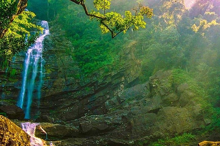 Sinharaja Rainforest Birding Day Trip from Colombo — Endemic Birds & Forest Walk