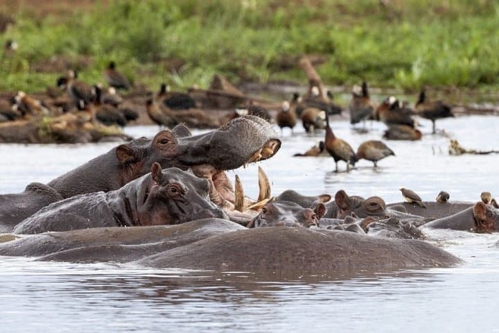 4-Day Private Safari: Tarangire, Serengeti & Ngorongoro Crater photo 3