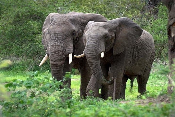 Aberdares 2-Day Private Safari: Night Game Viewing at The Ark & Treetops photo 3