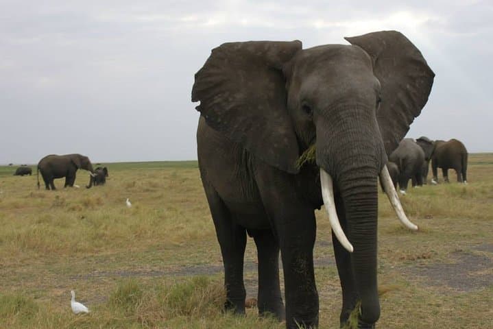 12-Day Wilderness Trail: Okavango, Moremi, Chobe & Victoria Falls Wild-Camping Safari photo 3