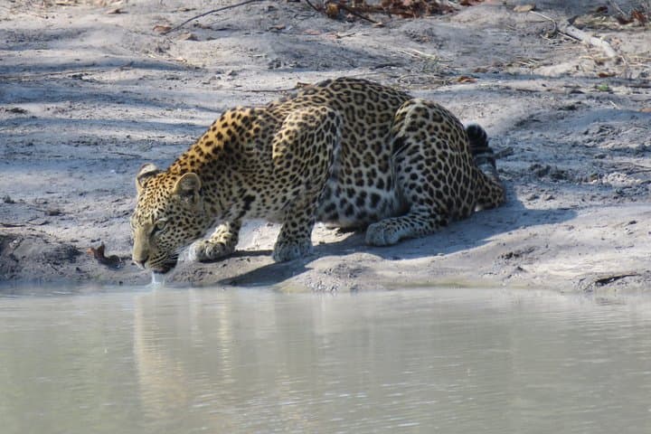 Full-Day Moremi Game Drive Safari from Maun — Xinii Lagoon & Okavango Wildlife photo 3