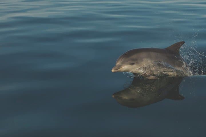 Spectacular Coastline Boat Tour: See Jersey's South-West Coast photo 2