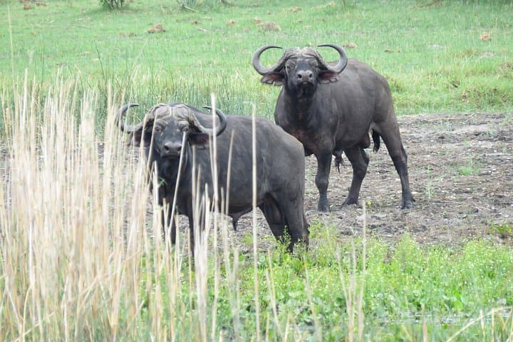 5-Day Botswana Overland: Khama Rhinos, Orapa Diamonds & Okavango Delta Safari photo 2