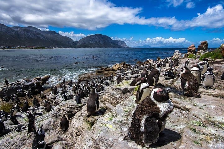Hermanus to Cape Agulhas: Private Full-Day Whale, Penguin & Southern Tip Tour photo 6