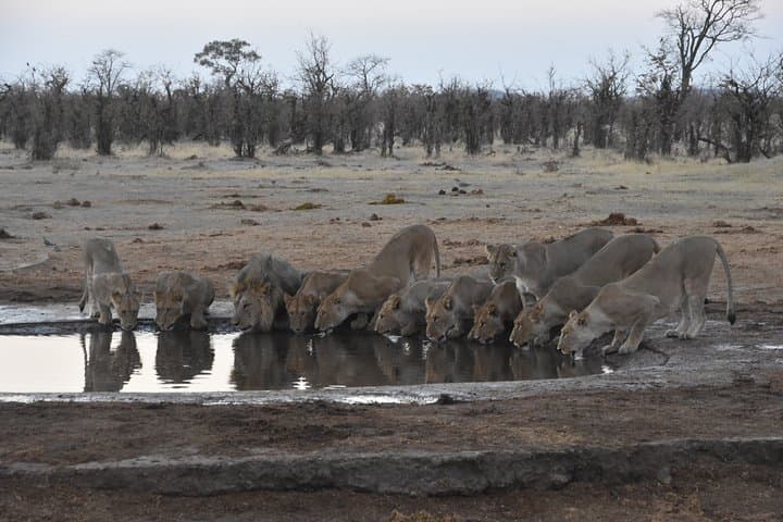 3-Day Wild Camping Safari in Deception Valley, Central Kalahari photo 6
