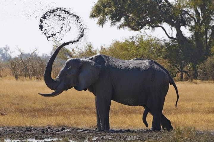 Wild Camping Safari: 3-Day Moremi, Khwai & East Okavango Delta Trail photo 2