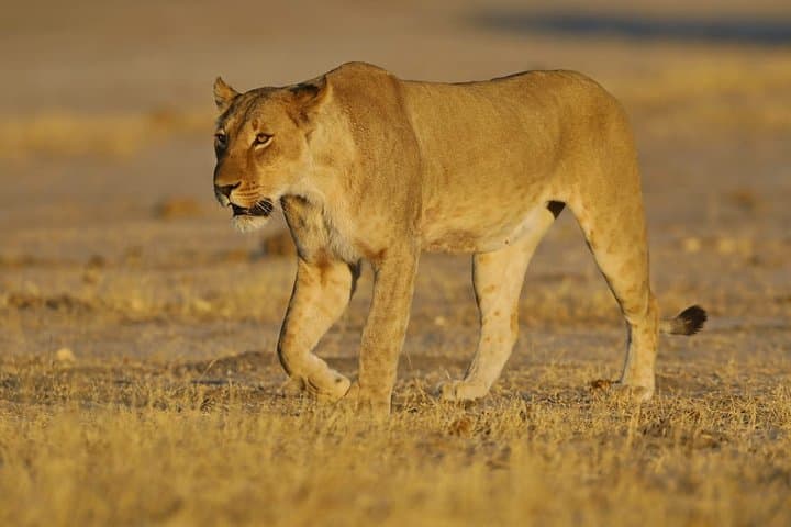 10-Day Across Botswana: Gaborone to Victoria Falls Overland Camping Safari photo 2