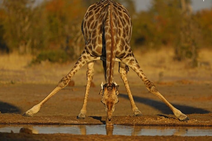 10-Day Across Botswana: Gaborone to Victoria Falls Overland Camping Safari photo 3