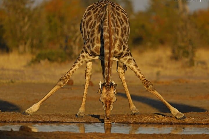 5-Day Botswana Overland: Khama Rhinos, Orapa Diamonds & Okavango Delta Safari photo 1