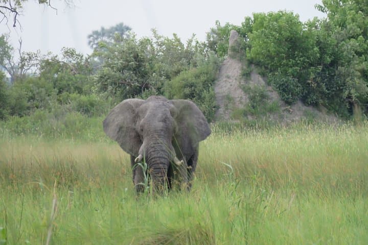 Okavango Delta Mokoro Wildcamping: 2-Night All-Inclusive Delta Experience photo 4