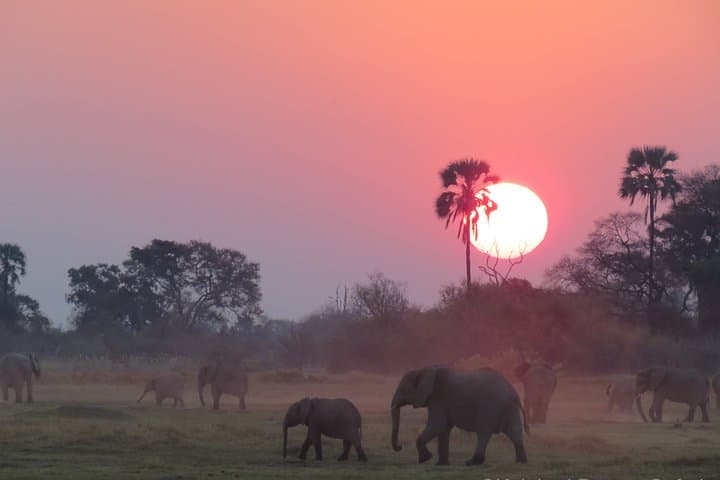 Okavango Delta & Moremi 2-Day Wild Camping Safari — Mokoro, Night Drives and Waterhole Wildlife photo 5