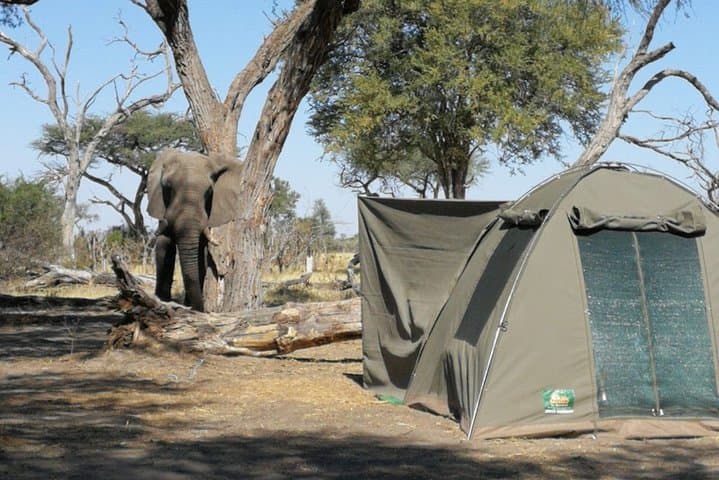 12-Day Wilderness Trail: Okavango, Moremi, Chobe & Victoria Falls Wild-Camping Safari