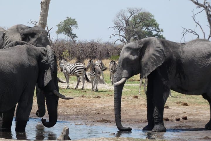 3-Day Wild Camping Safari in Deception Valley, Central Kalahari photo 3