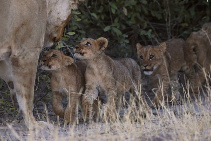 Wild Camping Safari: 3-Day Moremi, Khwai & East Okavango Delta Trail photo 3