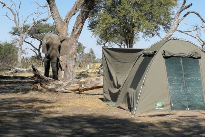Wild Camping Safari: 3-Day Moremi, Khwai & East Okavango Delta Trail photo 4