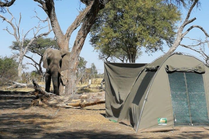 Okavango Delta & Moremi 2-Day Wild Camping Safari — Mokoro, Night Drives and Waterhole Wildlife
