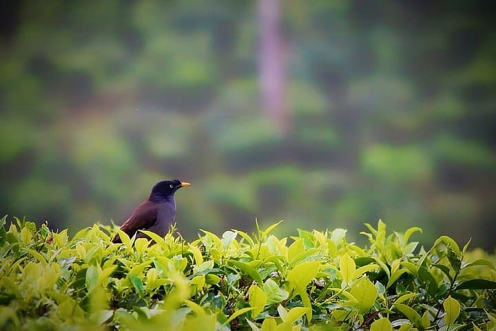 Coimbatore to Valparai Hill Station: 2-Day Drive to the Western Ghats photo 3