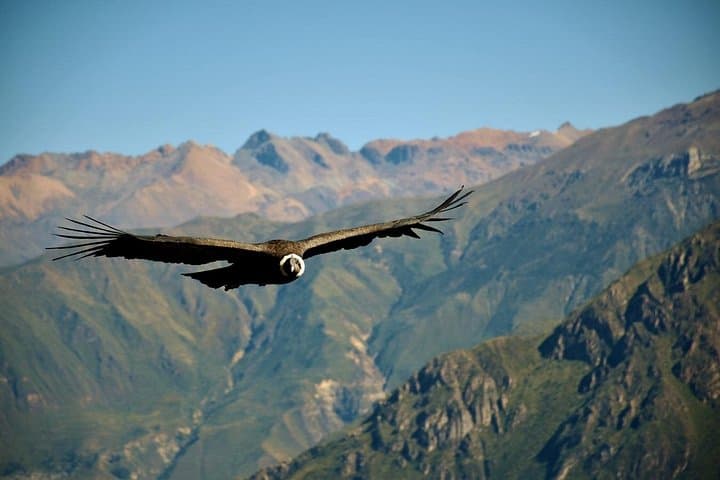 3-Day Colca Canyon Trek from Arequipa — Condors, Oasis Pools & Andean Trails