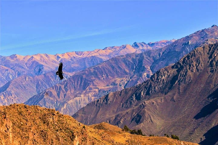 3-Day Colca Canyon Trek from Arequipa — Condors, Oasis Pools & Andean Trails photo 3
