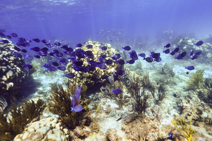 Private Stingray City Snorkel Charter — Camana Bay to Starfish Point (Half Day) photo 3