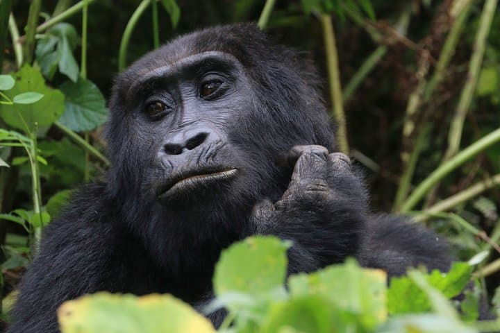 3-Day Gorilla Tracking in Bwindi National Park — Uganda Mountain Gorilla Safari