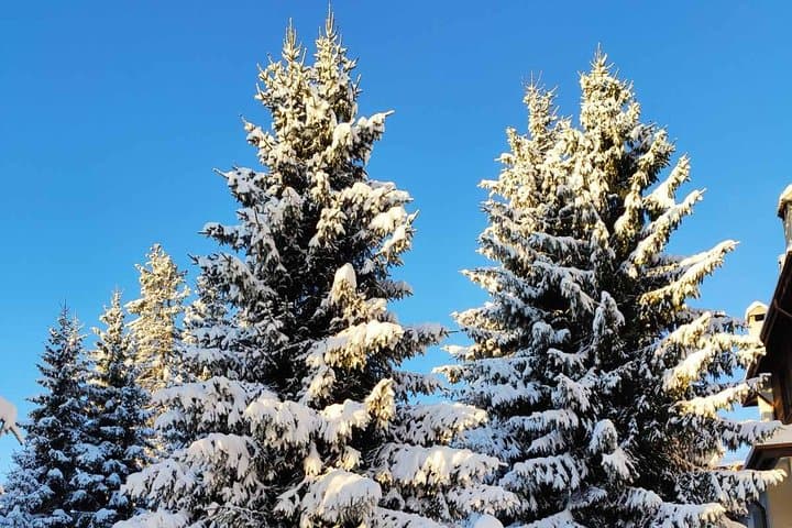 Private Snowshoeing on Vitosha: Full-Day Winter Trek from Sofia photo 2