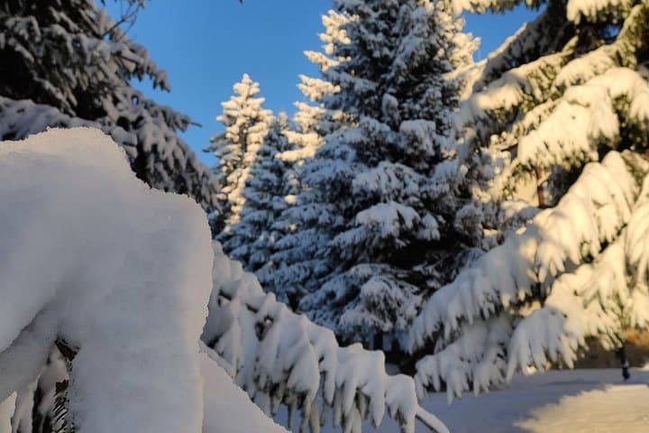 Private Snowshoeing on Vitosha: Full-Day Winter Trek from Sofia photo 4