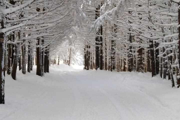 Private Snowshoeing on Vitosha: Full-Day Winter Trek from Sofia photo 6
