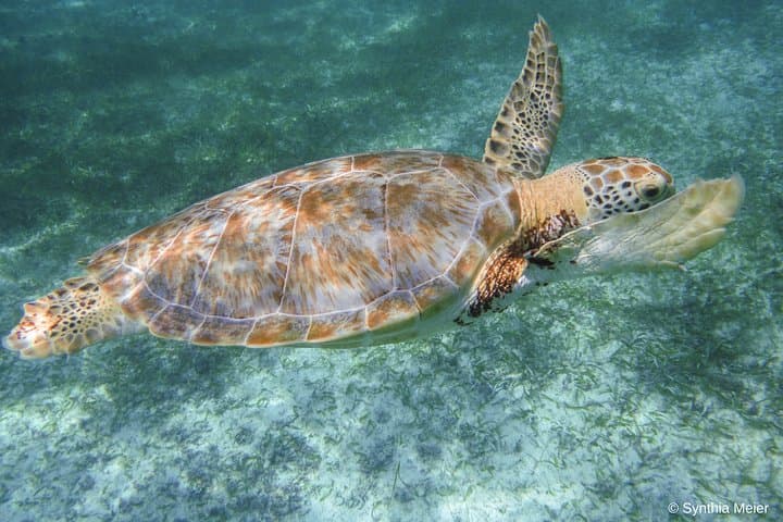 Swim with Marine Turtles in Cancun: Private Snorkel Tour on the Mesoamerican Reef