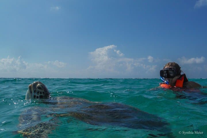 Swim with Marine Turtles in Cancun: Private Snorkel Tour on the Mesoamerican Reef photo 3