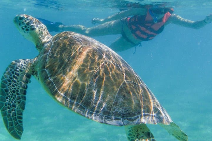 Swim with Marine Turtles in Cancun: Private Snorkel Tour on the Mesoamerican Reef photo 4