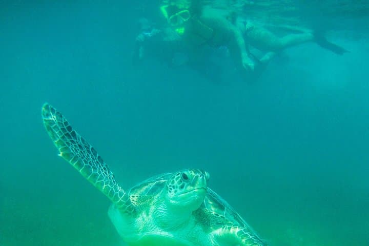 Swim with Marine Turtles in Cancun: Private Snorkel Tour on the Mesoamerican Reef photo 5