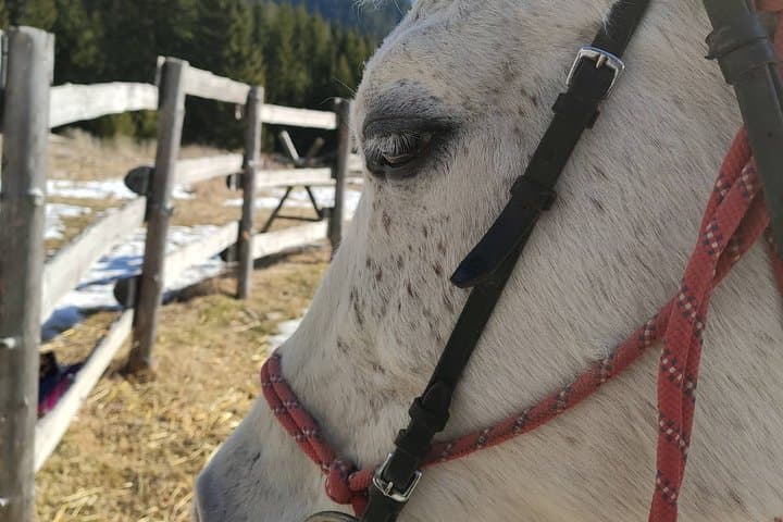 Horse Riding in Bulgaria's Valley of Roses — Thracian Spirit Guided Treks
