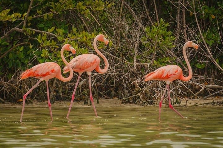 Ek Balam & Río Lagartos Private Tour: Flamingos, Cenote Swim, and Mayan Ruins