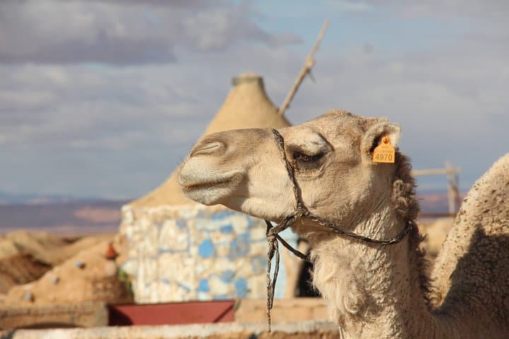 3-Day Sahara Tour from Marrakech: Erg Chebbi, Dades & Ait Benhaddou