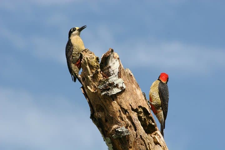 Birdwatching by Lake Arenal: Guided Morning Tour from La Fortuna photo 1