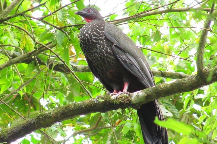 Birdwatching by Lake Arenal: Guided Morning Tour from La Fortuna photo 3