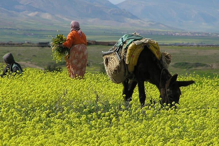 Zat Valley Private Day Trip from Marrakech — Berber Villages & Atlas Springs photo 4