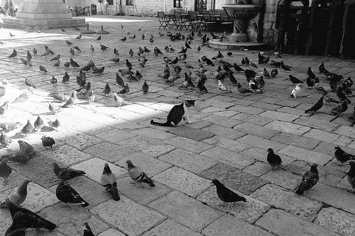 Private Early-Morning Dubrovnik Old Town Walking Tour — Beat the Crowds photo 1