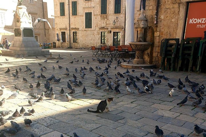 Private Early-Morning Dubrovnik Old Town Walking Tour — Beat the Crowds photo 3