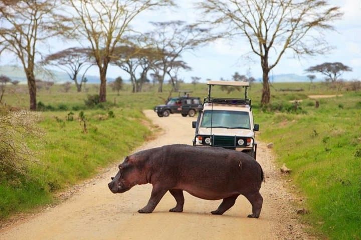 4-Day Camping Safari in Tanzania: Lake Manyara, Serengeti & Ngorongoro Crater photo 4