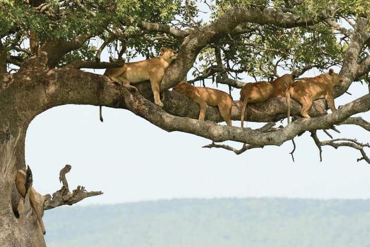 4-Day Camping Safari in Tanzania: Lake Manyara, Serengeti & Ngorongoro Crater photo 6