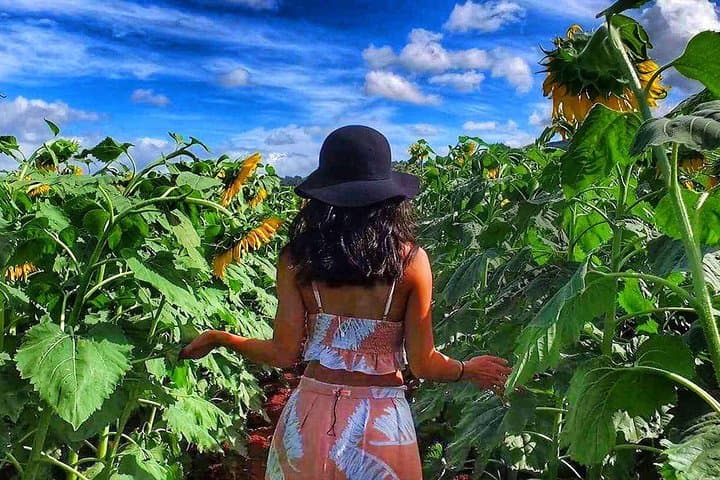Explore Oahu’s Highlights on a 4-Hour Half Day Island Jeep Tour photo 2