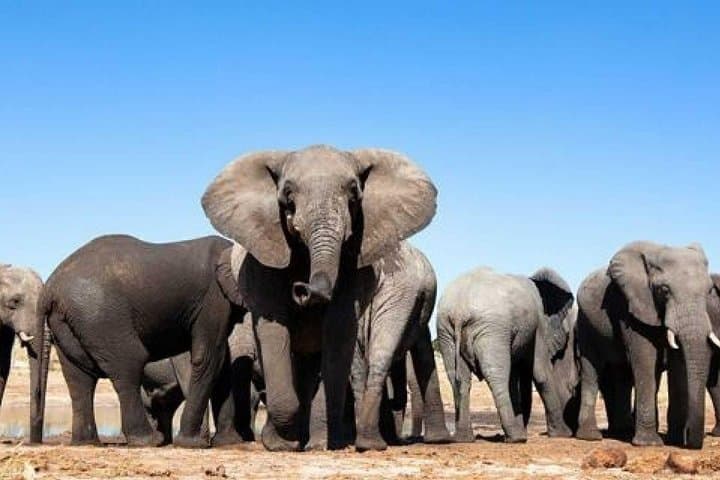 Cape Town to Addo Elephants: 6-Day Garden Route & Winelands Chauffeur Tour photo 1