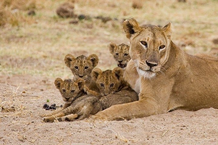 2-Day Tarangire & Ngorongoro Safari from Moshi — Big Five Game Drives photo 2