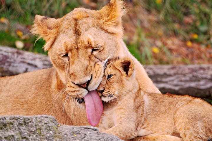 2-Day Tarangire & Ngorongoro Safari from Moshi — Big Five Game Drives photo 3