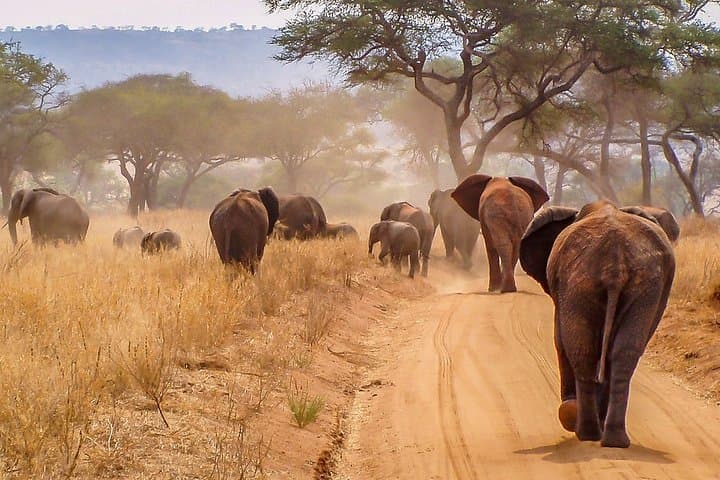 2-Day Tarangire & Ngorongoro Safari from Moshi — Big Five Game Drives photo 4